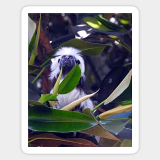 Cotton-top Tamarin Sticker